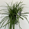 Carex oshimensis