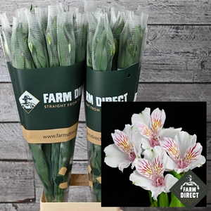 ALSTRO WINTERFELL 70GR