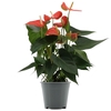 Anthurium Prince of Orange in transparant sleeve