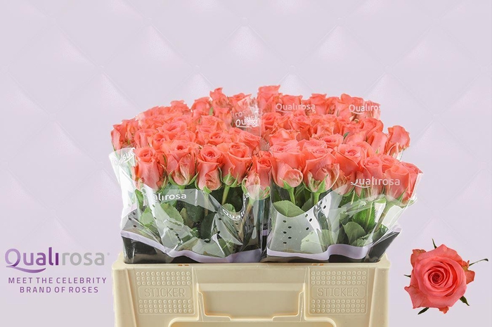 <h4>RS GR SANKARA</h4>