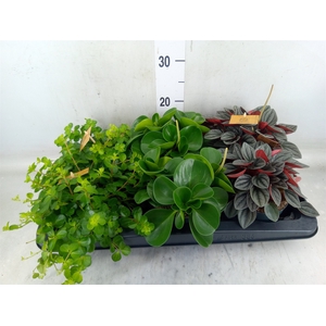 Peperomia   ...mix