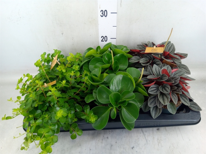<h4>Peperomia   ...mix</h4>