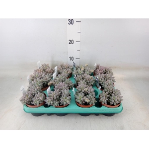 Pachyphytum oviferum