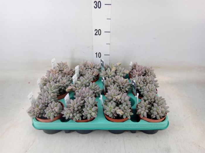 <h4>Pachyphytum oviferum</h4>