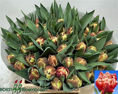 <h4>Tu Du Coventry</h4>