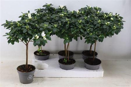 <h4>Rhodo Ov Stam</h4>