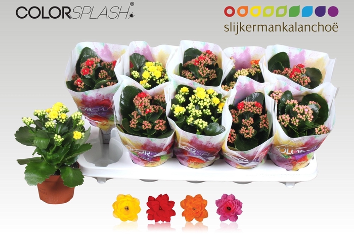 <h4>KAL GE GEM 4 KL</h4>