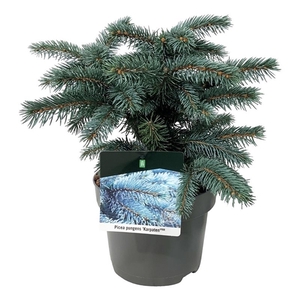 Picea pung. 'Karpaten' -R-