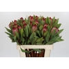 Protea Robijn