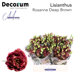 Lisianthus Rosanne deep brown 60cm