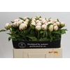 Paeonia Mary E. Nicholls