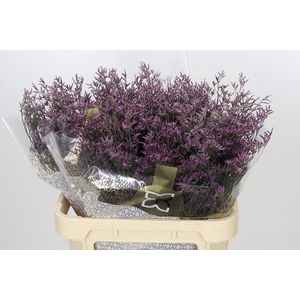 LIMONIUM PIUMA SKY LIMONIUM OV PIUM