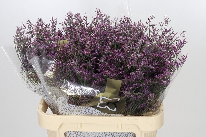 <h4>LIMONIUM PIUMA SKY LIMONIUM OV PIUM</h4>