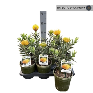LEUCOSPERMUM OV