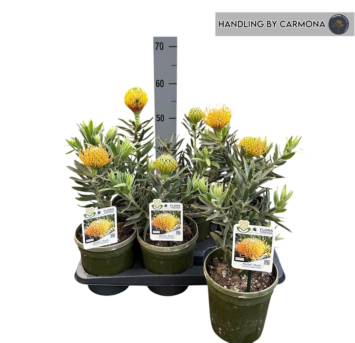 <h4>LEUCOSPERMUM OV</h4>