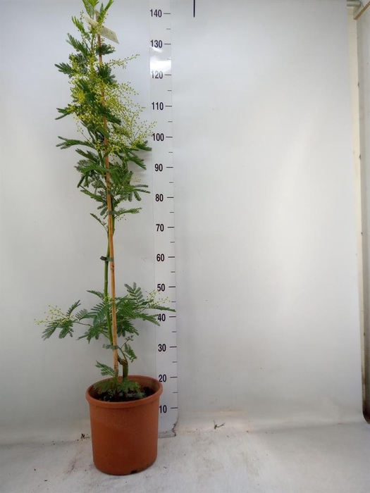 <h4>Mimosa pudica</h4>