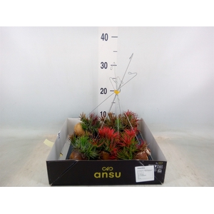Tillandsia