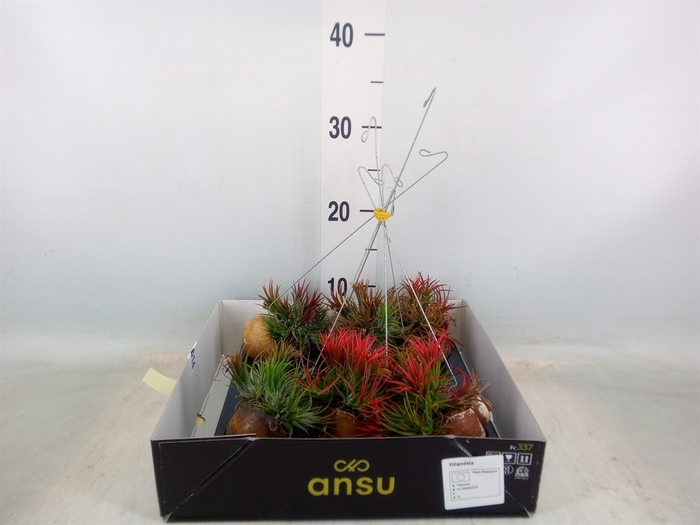 <h4>Tillandsia</h4>