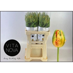 Tu Pa Avignon Parrot