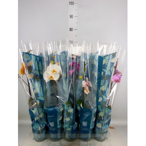 Phalaenopsis   ...mix  5
