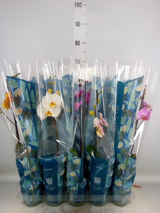 <h4>Phalaenopsis ...mix 5</h4>