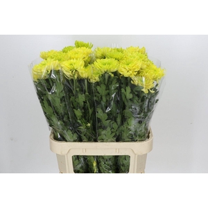 Chrysanthemum Gp Rossano Orange