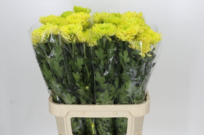 <h4>Chrysanthemum Gp Rossano Orange</h4>