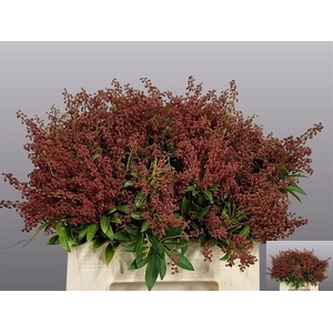 Pieris jap purity per bunch