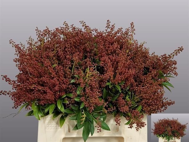 <h4>Pieris jap purity per bunch</h4>