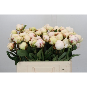 Paeonia Bowl Of Cream
