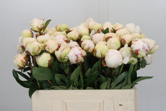 <h4>Paeonia Bowl Of Cream</h4>