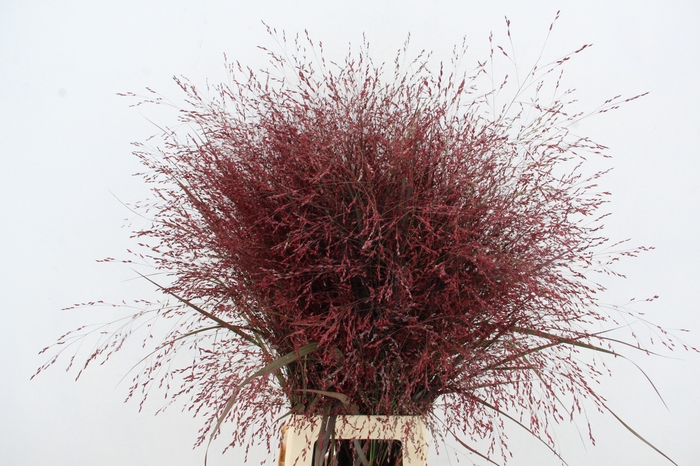 <h4>SIERGR KLB DARK RED</h4>