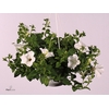 Petunia  'Surfinia White'