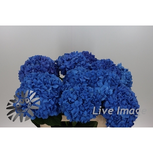 Hydrangea pimpernel