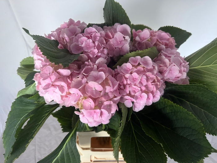 <h4>HYDR M CH VERENA</h4>