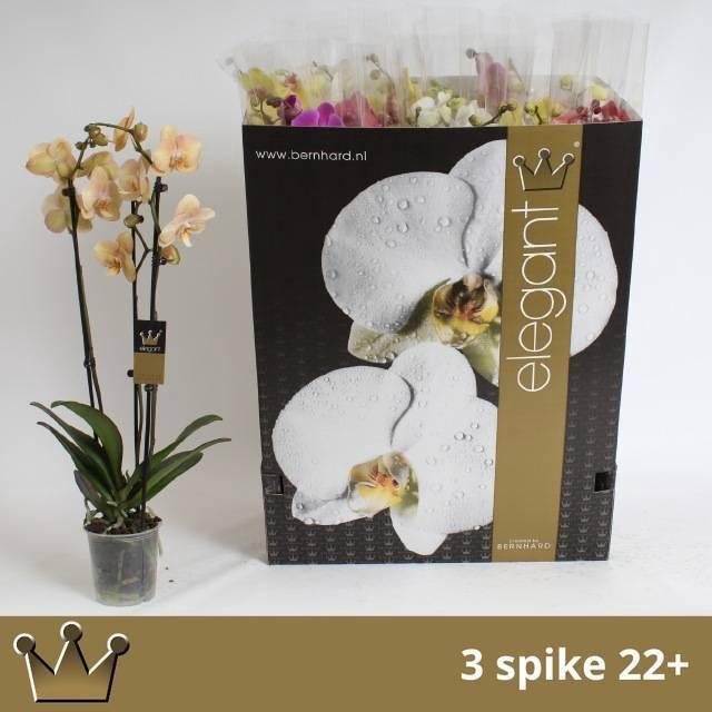 <h4>PHAL GEM 7 KL</h4>