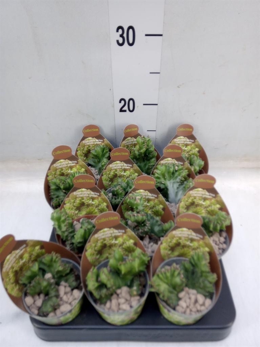 <h4>Euphorbia ...</h4>