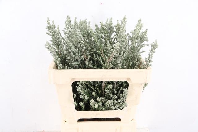 <h4>OZOTHMANUS JIM KELLY 050CM</h4>