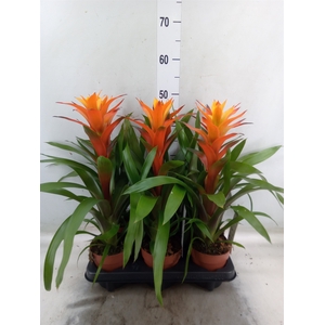 Guzmania  'Variada'