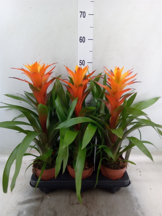 <h4>Guzmania  'Variada'</h4>