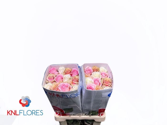 <h4>R GR GEM IN BOS</h4>