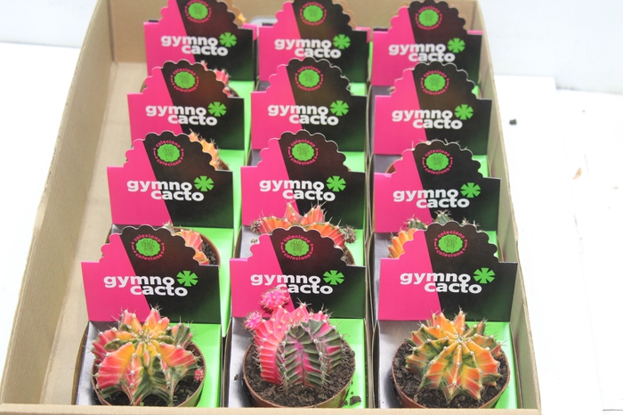 <h4>CACTUS GYMNOCALYCIUM MIHANOVICHII P09</h4>