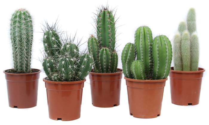 <h4>Cactus canarias 17 cm</h4>