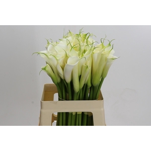 Zantedeschia Eydolls White