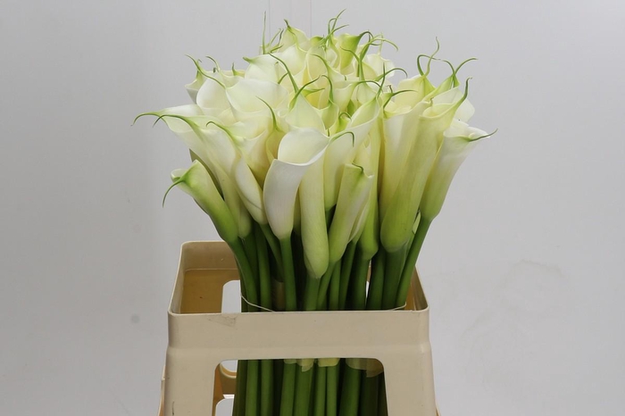 <h4>Zantedeschia Eydolls White</h4>