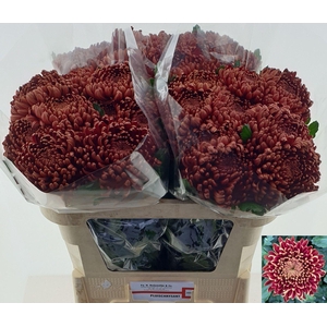 CHRYSANTHEMUM PL 'ANKARA RED'
