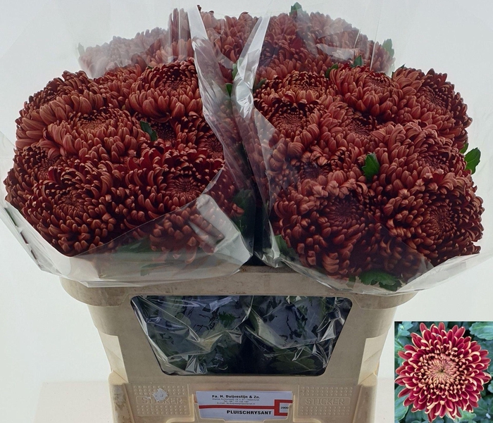 <h4>CHRYSANTHEMUM PL 'ANKARA RED'</h4>