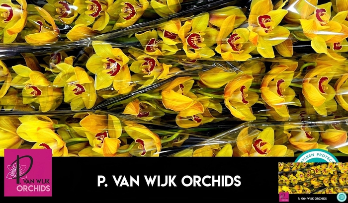 <h4>CYMB T RIJSENHOUT</h4>