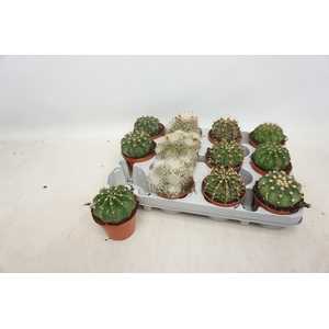 CACTUS GEM