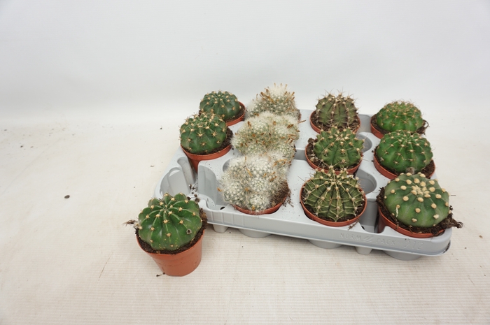 <h4>CACTUS GEM</h4>